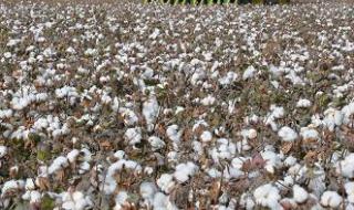 新疆棉花是转基因的吗 新疆棉花怎么回事